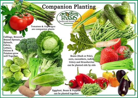 vegetables you can grow together