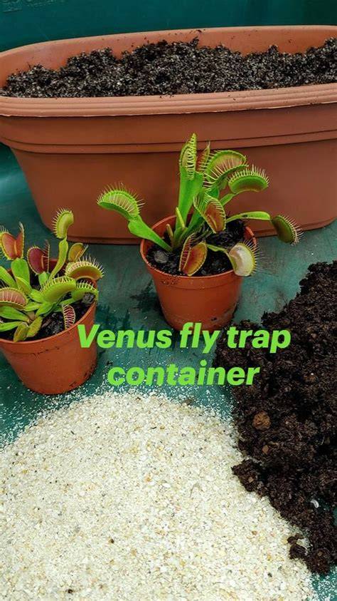 venus fly trap container