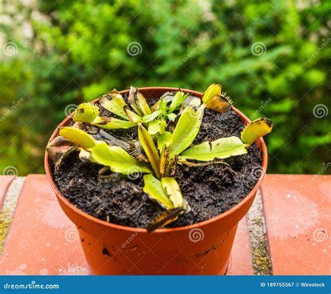 venus fly trap dying