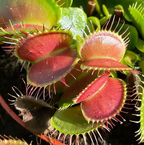 venus fly trap large