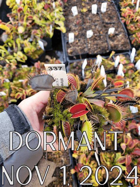 venus flytrap dormant