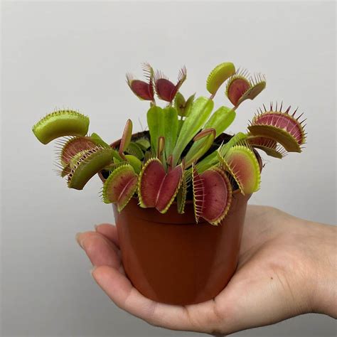 venus flytrap pot