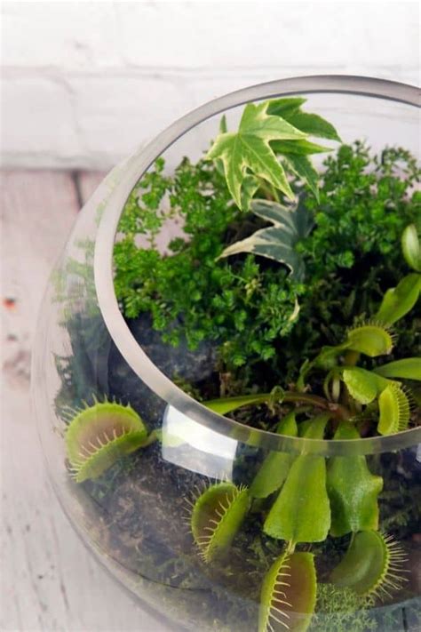 venus flytrap terrariums