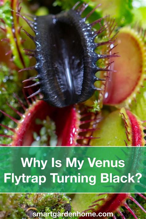 venus flytrap turning black