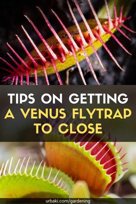 venus flytrap wont close