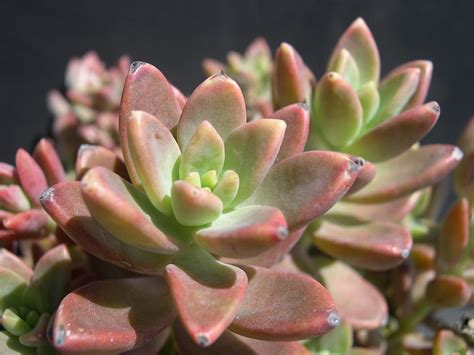 vera higgins succulent