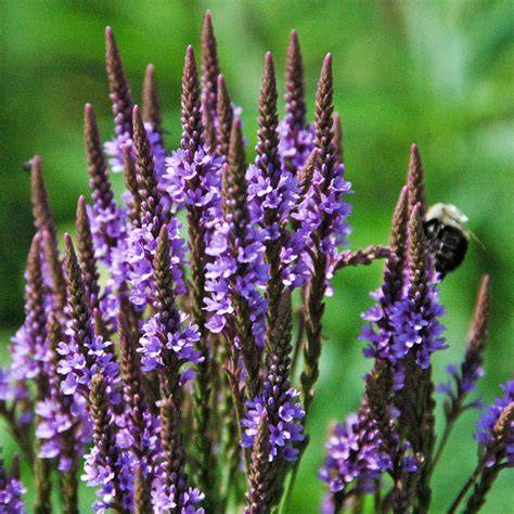 verbena hastata