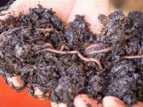 vermicompost worm amount