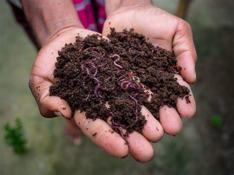 vermiculture worm death