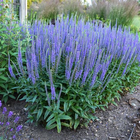 veronica blue skywalker