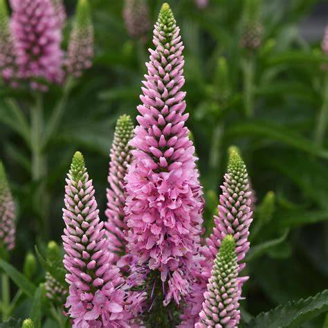 veronica pink flower