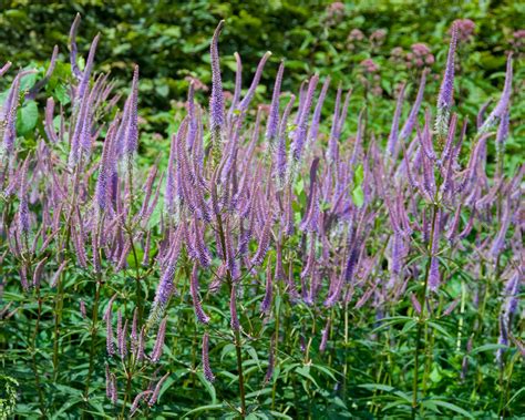 veronicastrum fascination