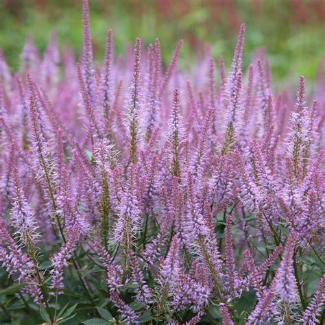 veronicastrum virginicum