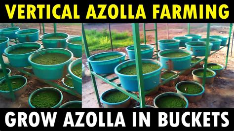 vertical azolla farming