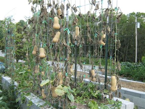 vertical butternut squash trellis