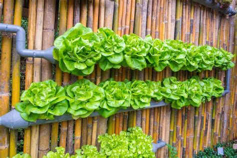 vertical farming at home