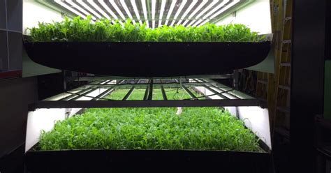 vertical farming rice