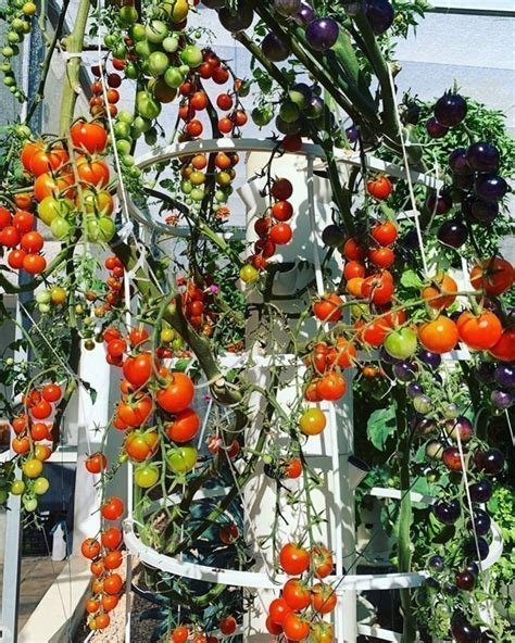 Tomatoes growing in a vertical grow tower