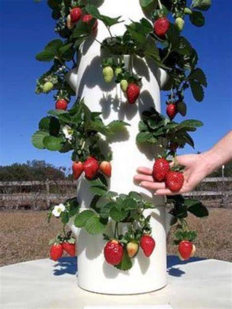 vertical hydroponic strawberry tower