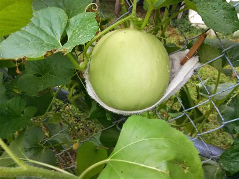 vertical melon growing