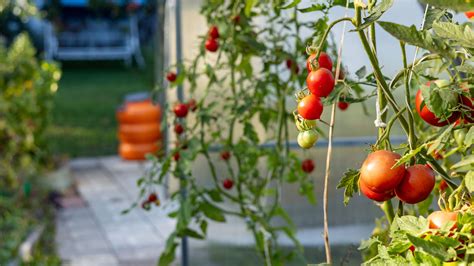 vertical planting tomatoes
