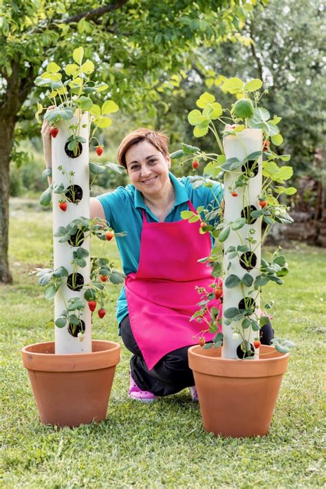 vertical strawberry planter