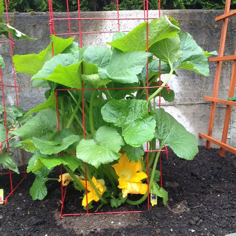 vertical zucchini cage