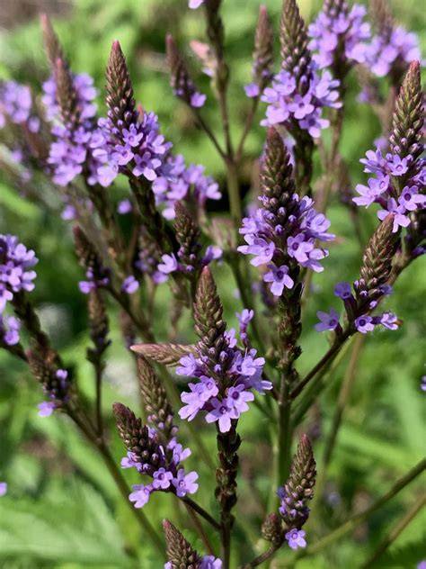 vervain herbal information