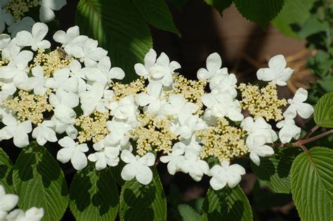 viburnum mariesii