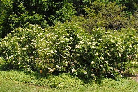 viburnum nudum