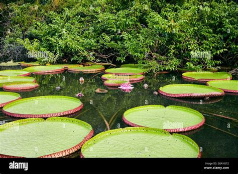 victoria water lily