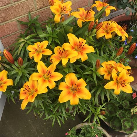 victory joy asiatic lily