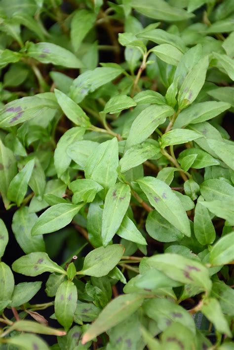 vietnamese coriander