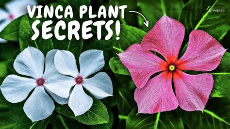 vinca flower care tips