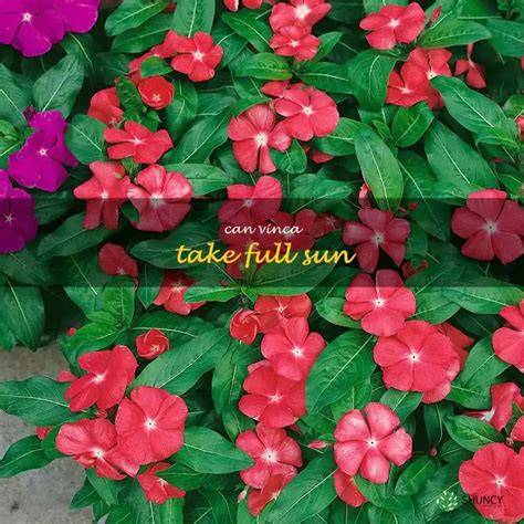 vinca flower full sun