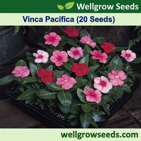 vinca flower seeds