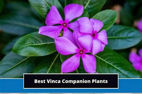 vinca minor companion plants