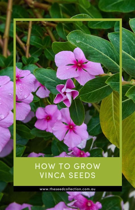 vinca vine seeds