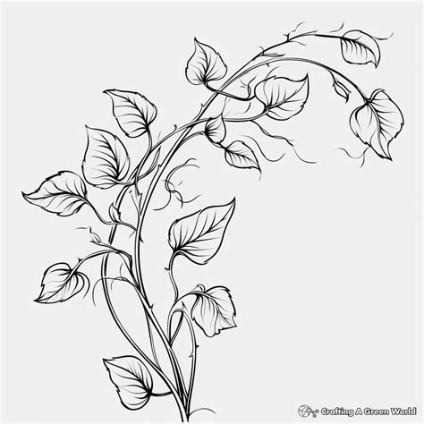 vine coloring pages