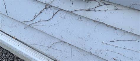 vine damage to siding shingles