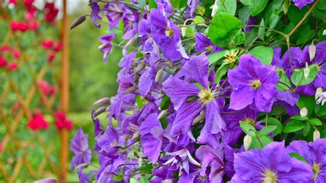 vine flowers purple