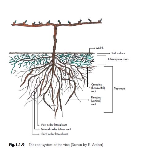 vine roots