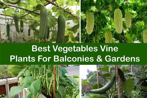 vine vegetable plants