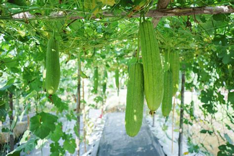 vine vegetable plants