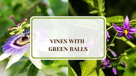 vine with green balls