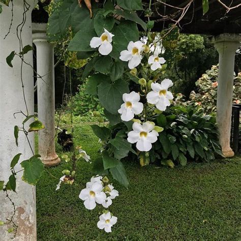 Vine with Small White Flowers - A Guide to the Delicate Beauty