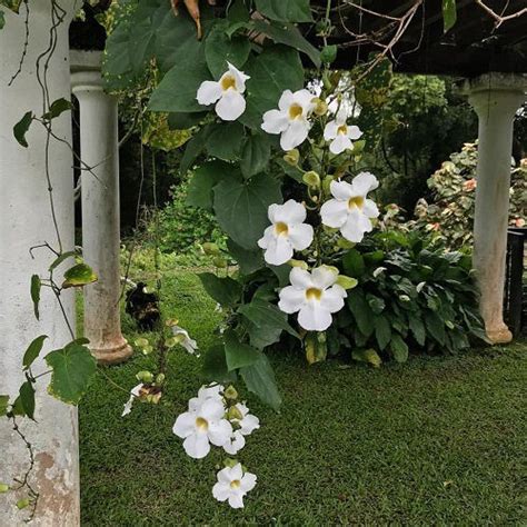 vine with small white flowers