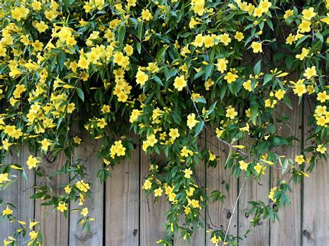 vine with yellow flowers
