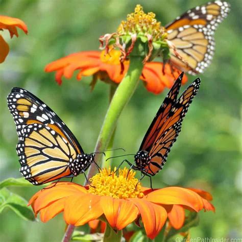 vines that attract butterflies