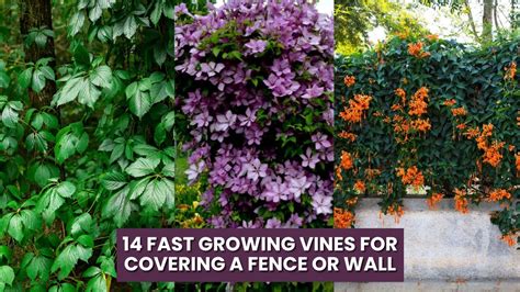 vines to cover fence